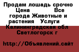 Продам лошадь срочно › Цена ­ 30 000 - Все города Животные и растения » Услуги   . Калининградская обл.,Светлогорск г.